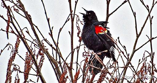 Red-winged Blackbird Singing_DSCF19713.jpg - Red-winged Blackbird (Agelaius phoeniceus) photographed near Eastons Corners, Ontario, Canada.